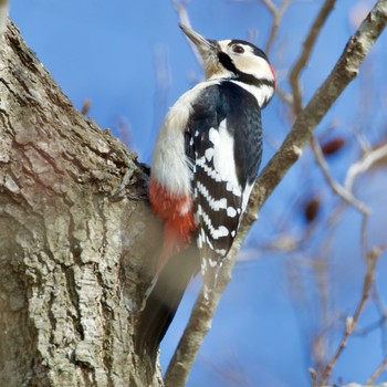 Great Spotted Woodpecker 宮城県 Sat, 2/3/2024