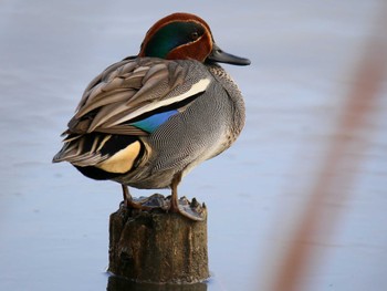 Eurasian Teal 秦野市 Sat, 3/2/2024