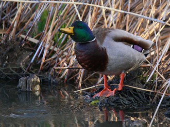 Mallard 秦野市 Sat, 3/2/2024