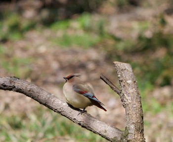 Japanese Waxwing Akigase Park Sun, 3/3/2024