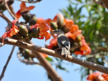 Chestnut-tailed Starling 台南市 Sun, 3/3/2024