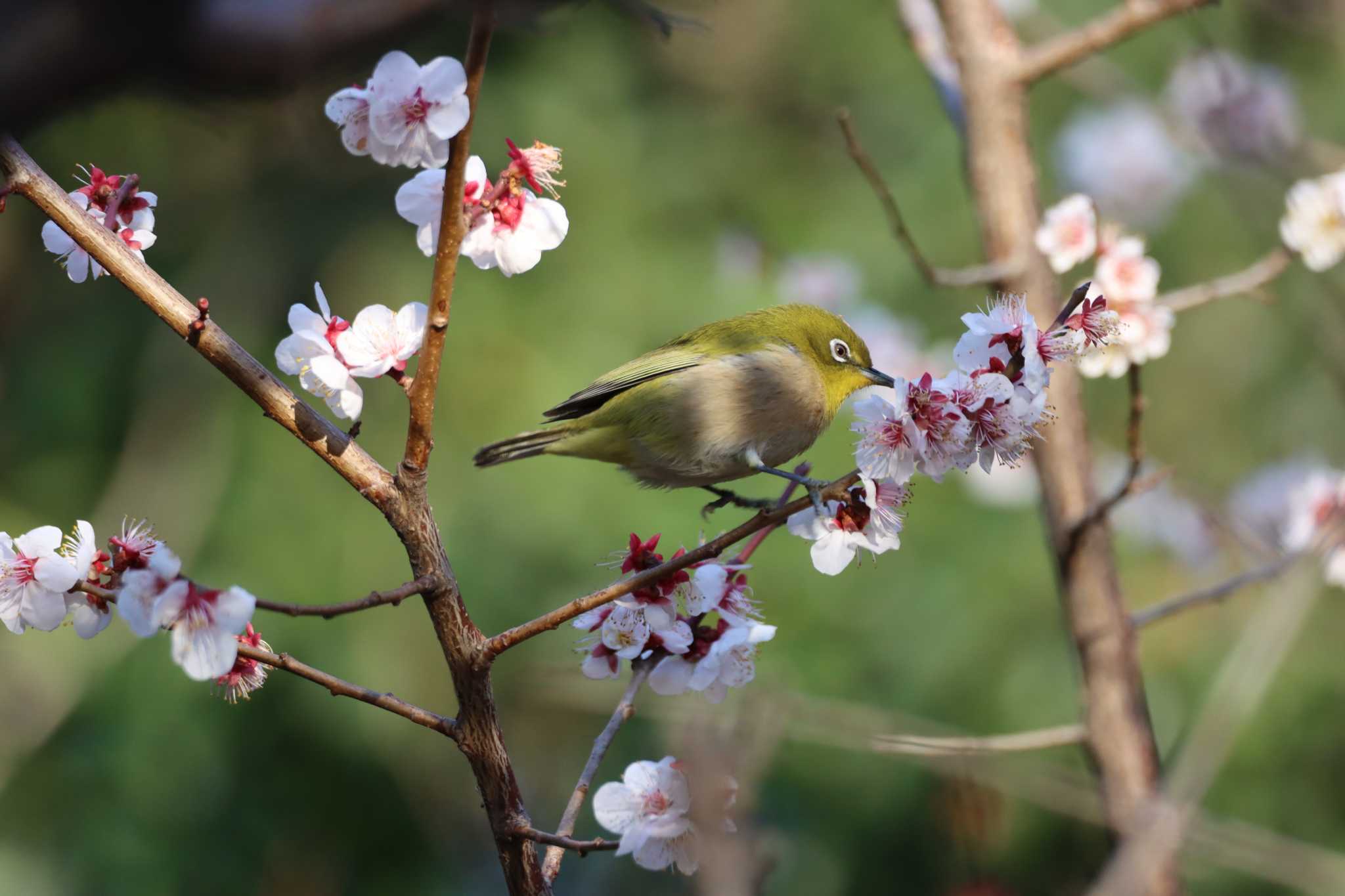 東京港野鳥公園 メジロの写真 by Kudo0927