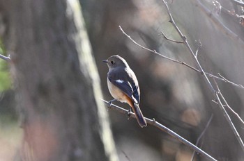 Daurian Redstart 秋ヶ瀬公園(ピクニックの森) Sun, 1/7/2024