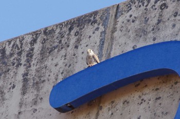 Sun, 3/3/2024 Birding report at 高崎自然の森