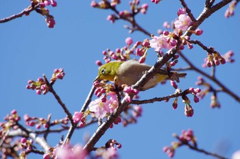 Warbling White-eye 高崎自然の森 Sun, 3/3/2024