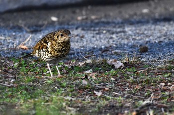 White's Thrush Akigase Park Fri, 3/1/2024