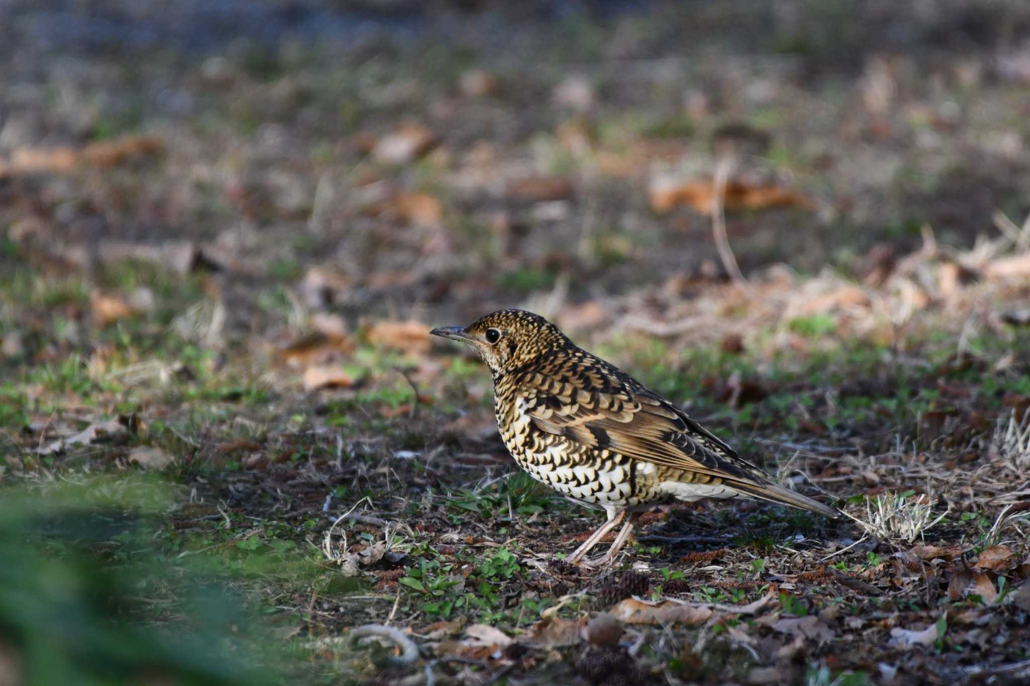 Photo of White's Thrush at Akigase Park by geto