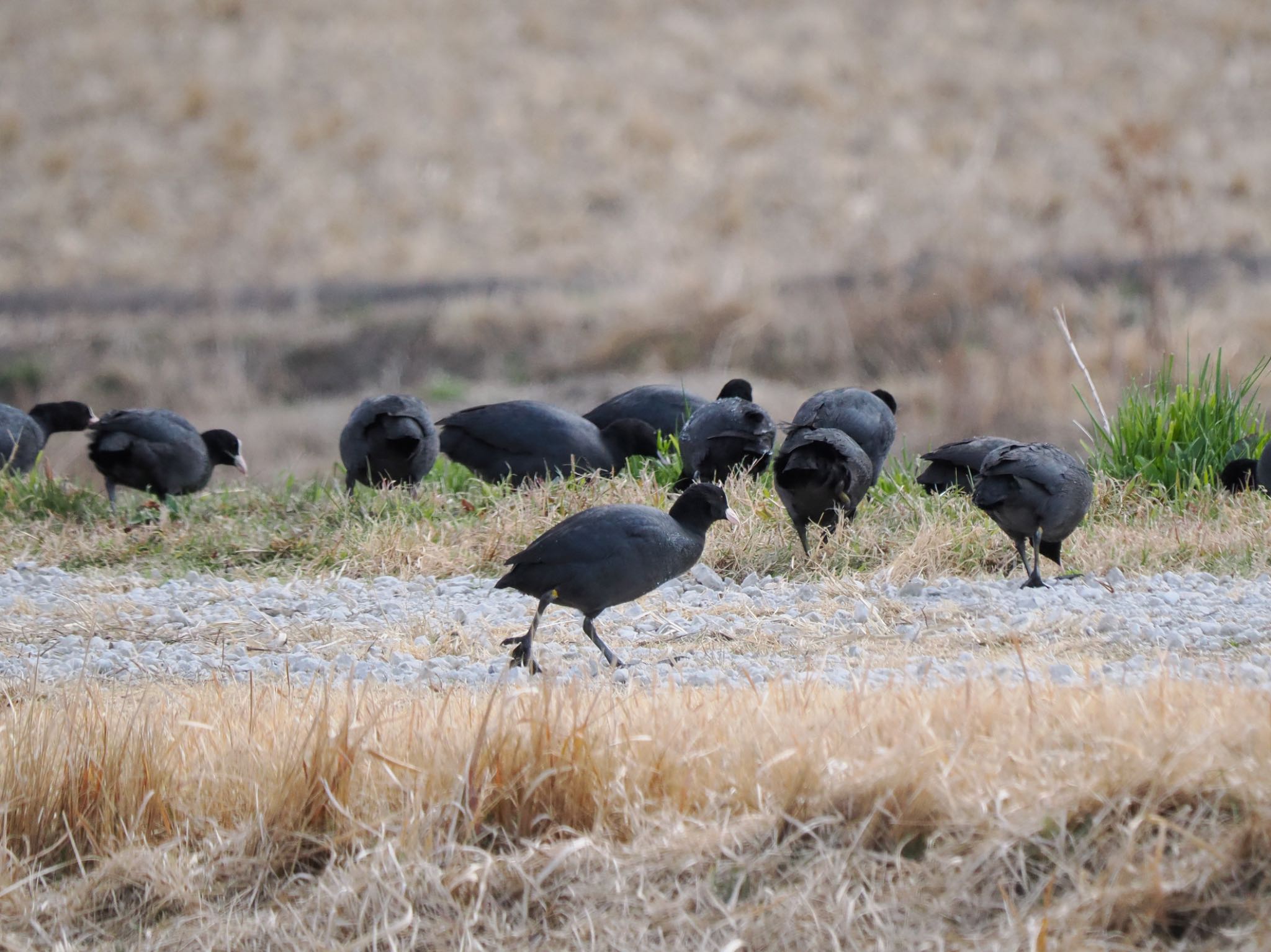 Eurasian Coot