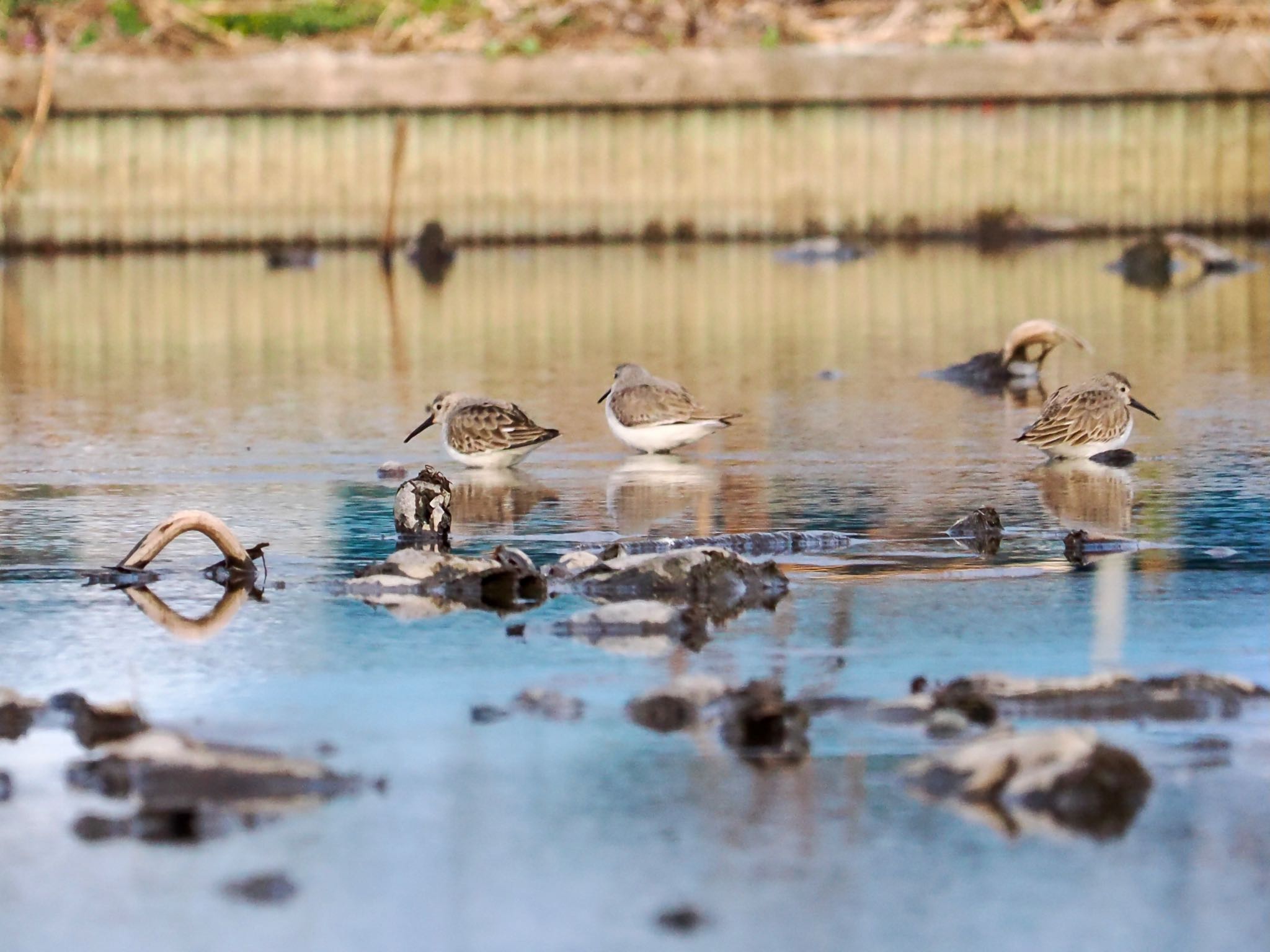 Dunlin