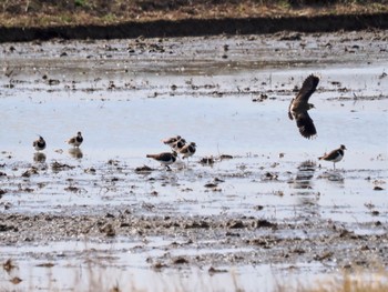 Northern Lapwing Inashiki Sat, 2/17/2024