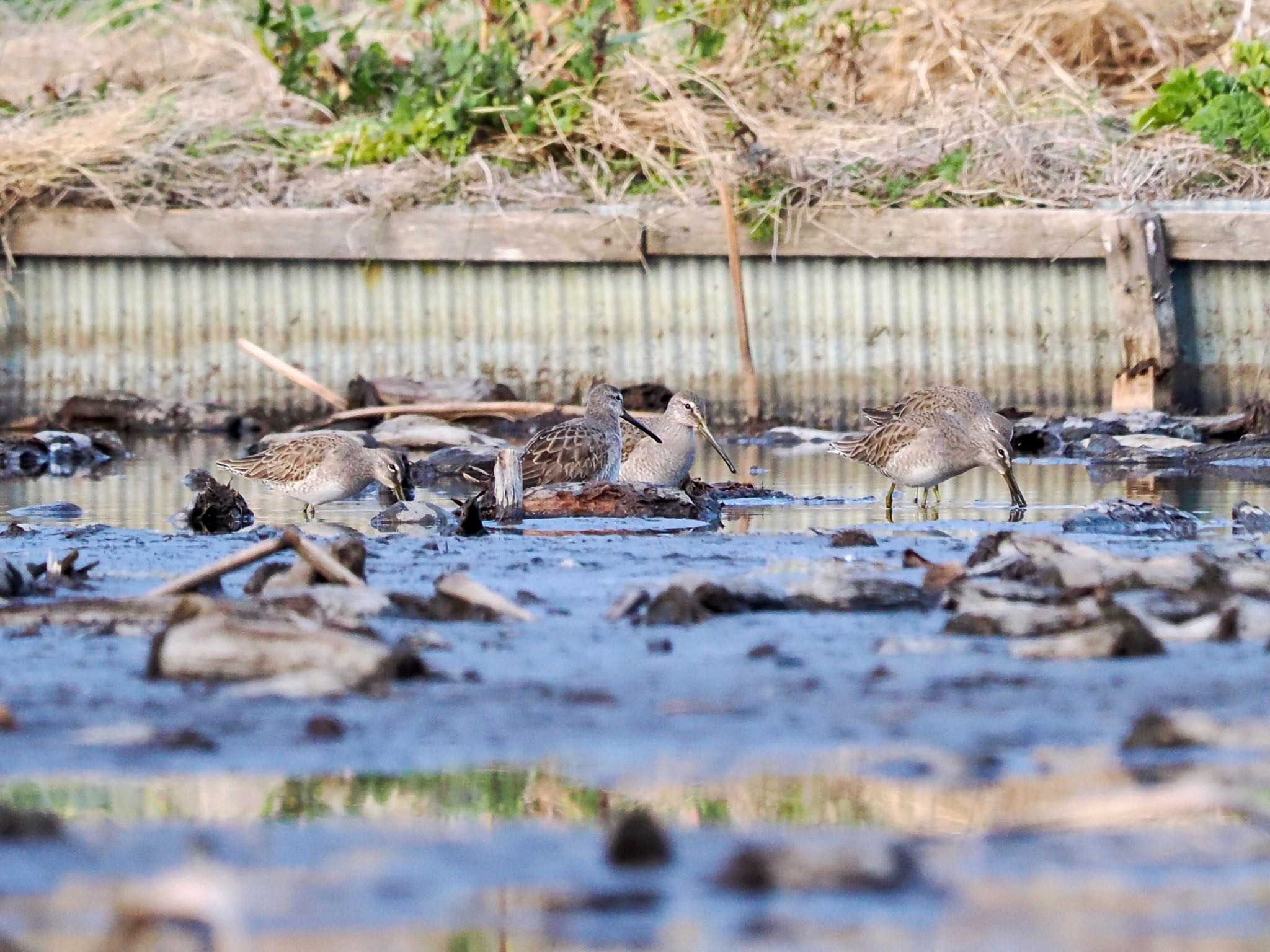 Long-billed Dowitcher