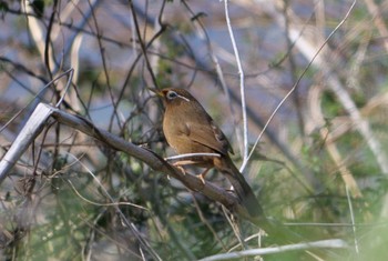 ガビチョウ 秋ヶ瀬公園 2024年3月3日(日)