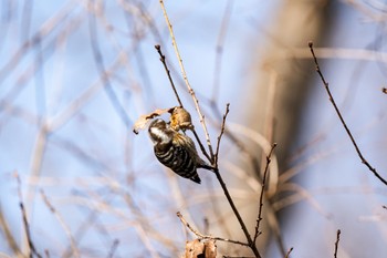 コゲラ 馬見丘陵公園 2024年3月3日(日)