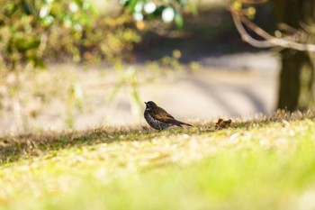 ツグミ 馬見丘陵公園 2024年3月3日(日)