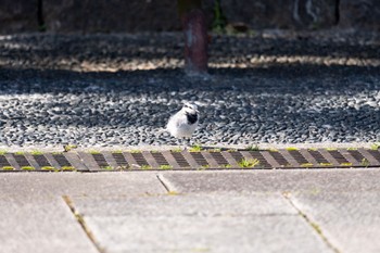 ハクセキレイ 馬見丘陵公園 2024年3月3日(日)