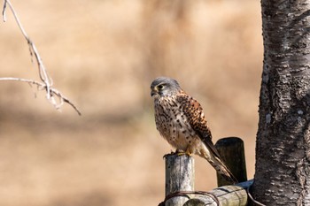 2024年3月3日(日) 馬見丘陵公園の野鳥観察記録