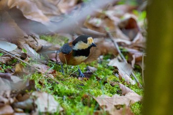 ヤマガラ 馬見丘陵公園 2024年3月3日(日)