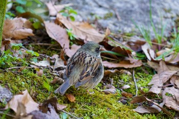 アオジ 馬見丘陵公園 2024年3月3日(日)