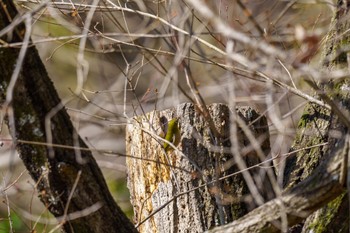 メジロ 馬見丘陵公園 2024年3月3日(日)