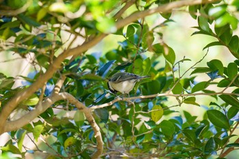 シジュウカラ 馬見丘陵公園 2024年3月3日(日)