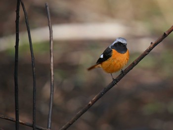 Daurian Redstart 平塚田んぼ Sat, 3/2/2024