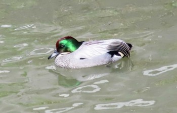 ヨシガモ 鴻沼排水路 2024年3月2日(土)