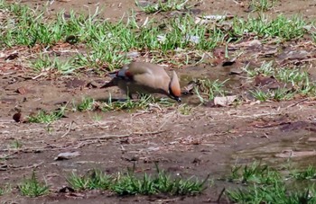 Japanese Waxwing Akigase Park Sat, 3/2/2024