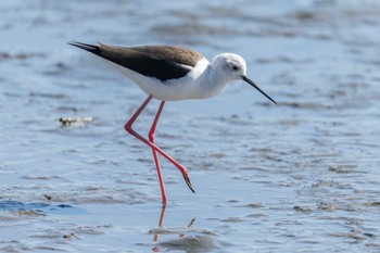 Black-winged Stilt 六郷橋緑地 Sun, 3/3/2024