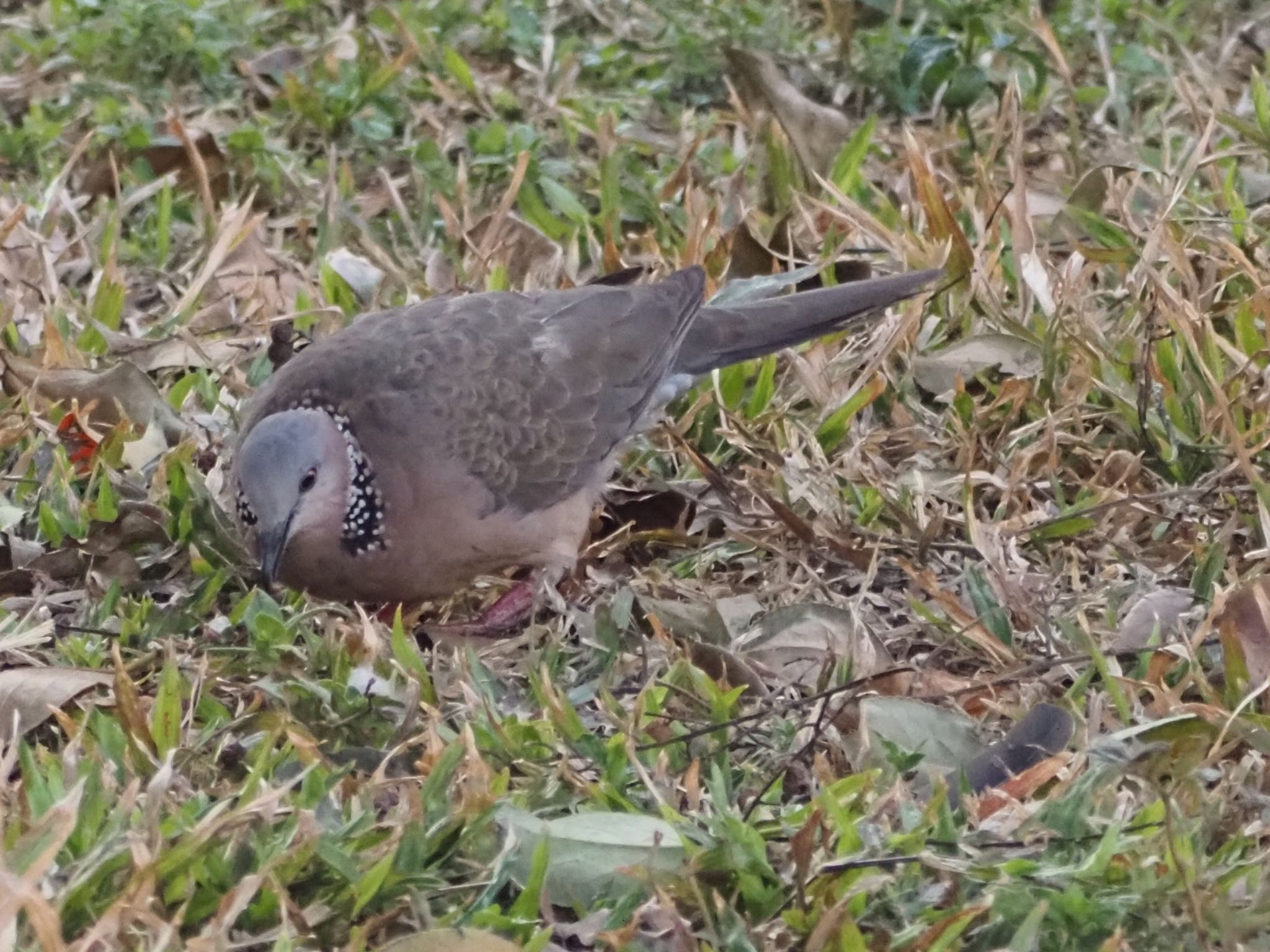 Photo of Spotted Dove at 台中 中山堂公園 by ほーちゃん