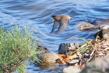 Japanese Waxwing 大室公園 Sat, 3/2/2024