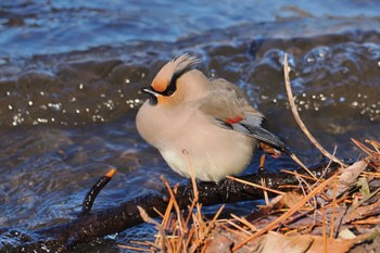 Japanese Waxwing 大室公園 Sat, 3/2/2024