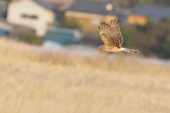 ハイイロチュウヒ 涸沼 2024年2月20日(火)