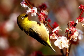 Warbling White-eye Tokyo Port Wild Bird Park Sun, 3/3/2024
