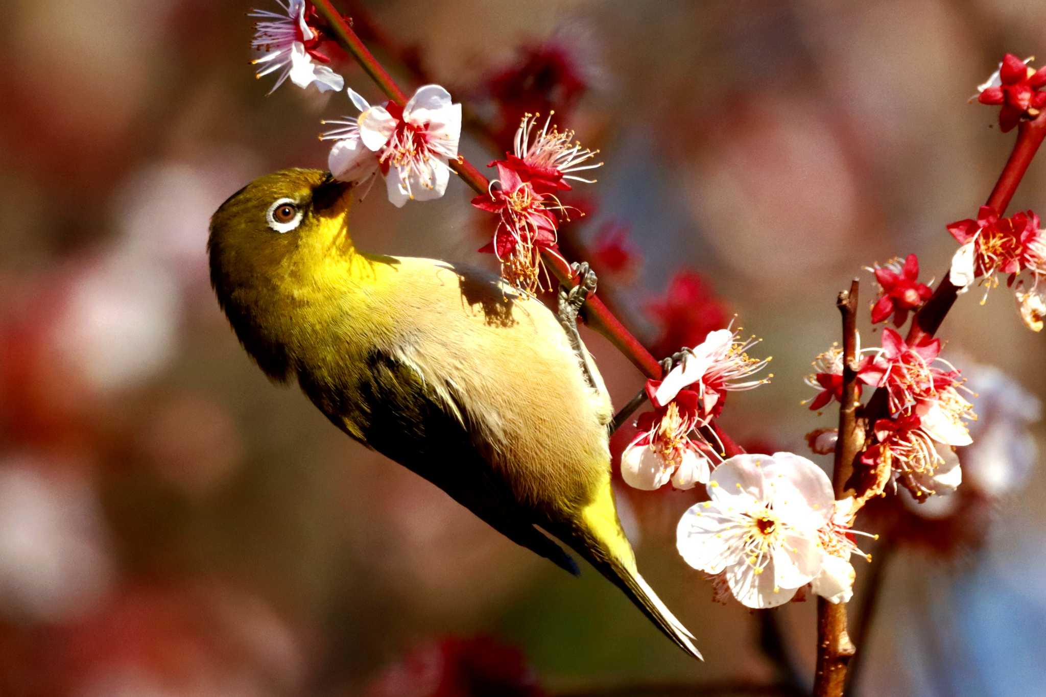 東京港野鳥公園 メジロの写真 by Kudo0927