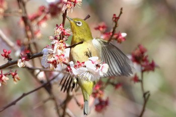 Warbling White-eye Tokyo Port Wild Bird Park Sun, 3/3/2024