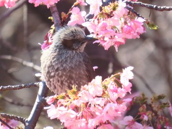 ヒヨドリ 武蔵野の森公園 2024年3月3日(日)