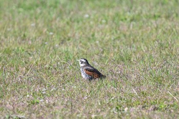 Dusky Thrush 奈良市水上池 Sun, 3/3/2024