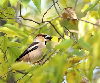 シメ 秋ヶ瀬公園 こどもの森 2018年11月30日(金)