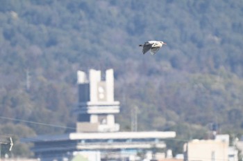 アオサギ 平城宮跡 2024年3月3日(日)