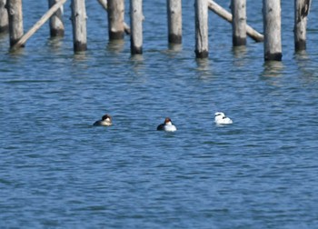 Smew 奈良市水上池 Sun, 3/3/2024