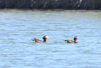 Mandarin Duck 奈良市水上池 Sun, 3/3/2024