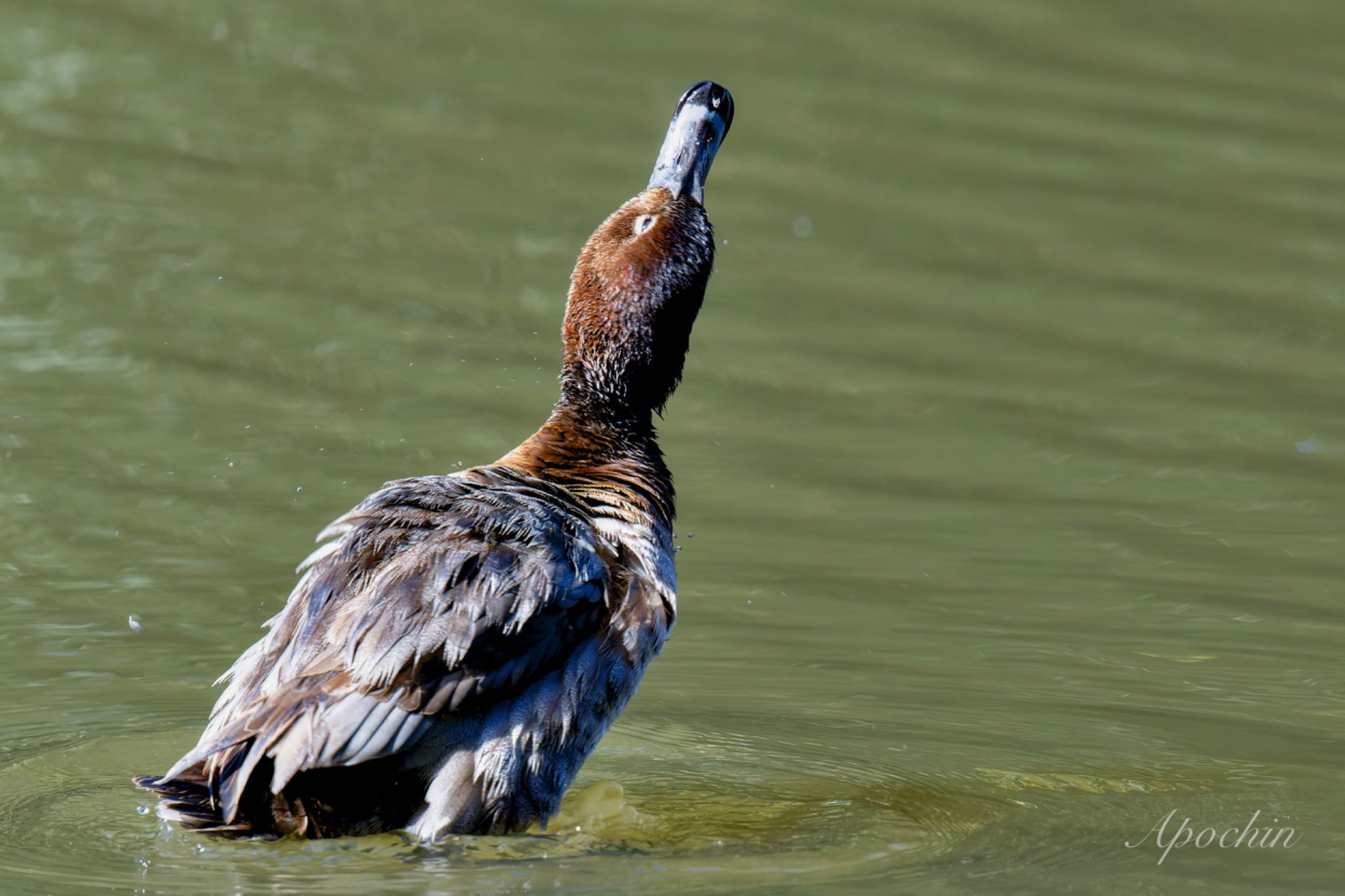 Photo of Common Pochard at Shinjuku Gyoen National Garden by アポちん