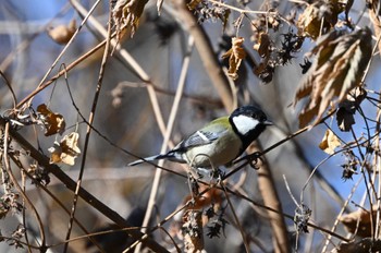 シジュウカラ 秋ヶ瀬公園(ピクニックの森) 2024年1月7日(日)