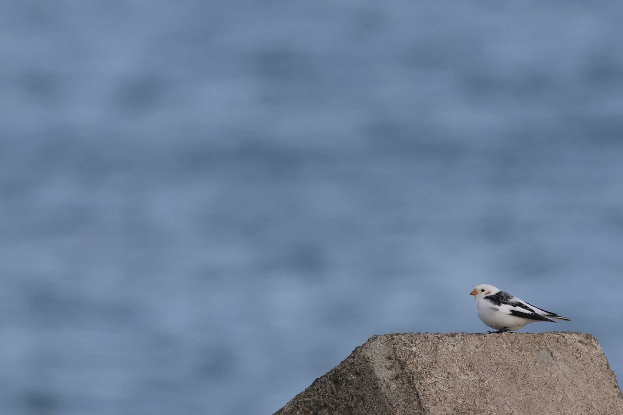 Snow Bunting