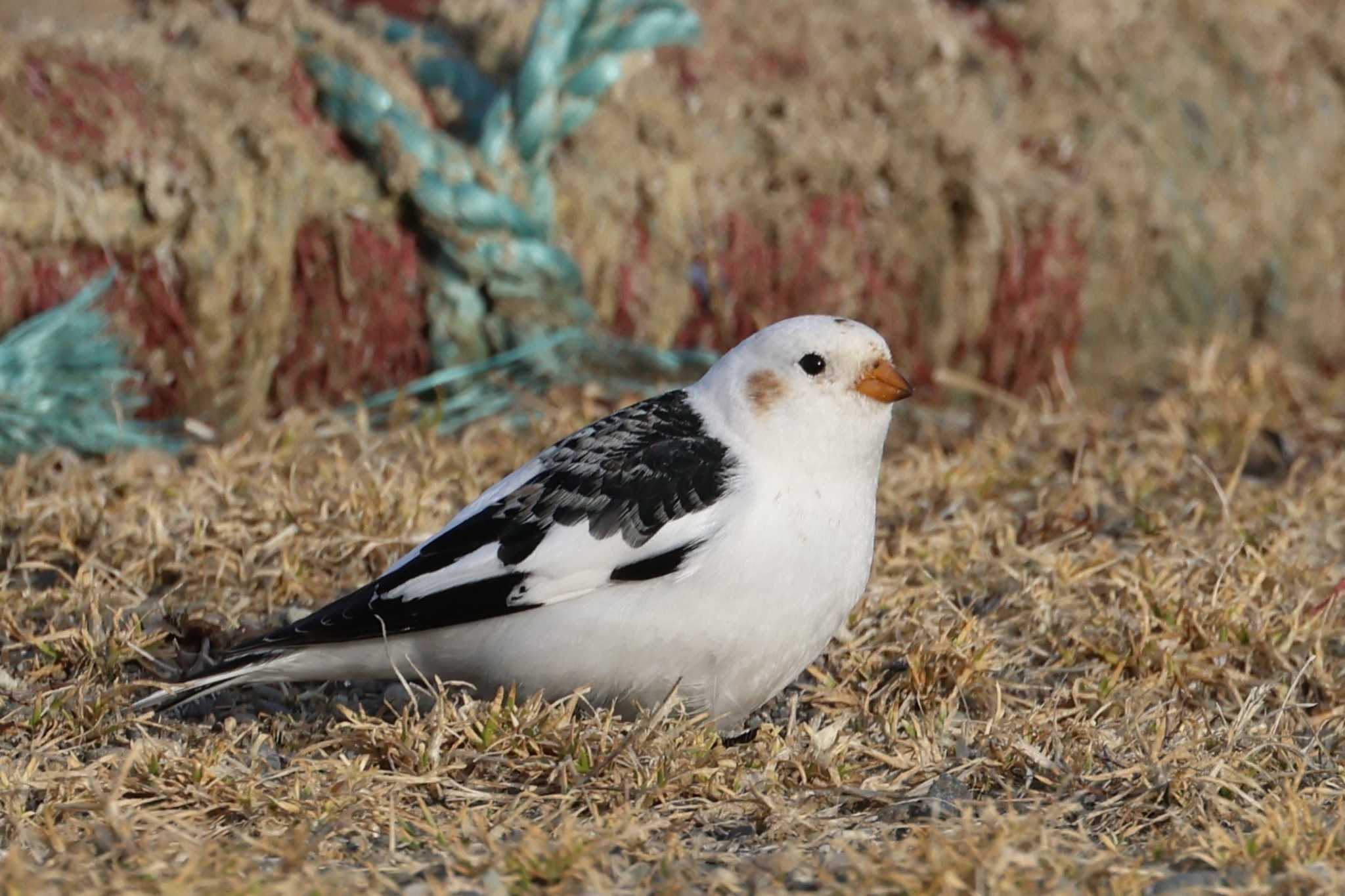 Snow Bunting