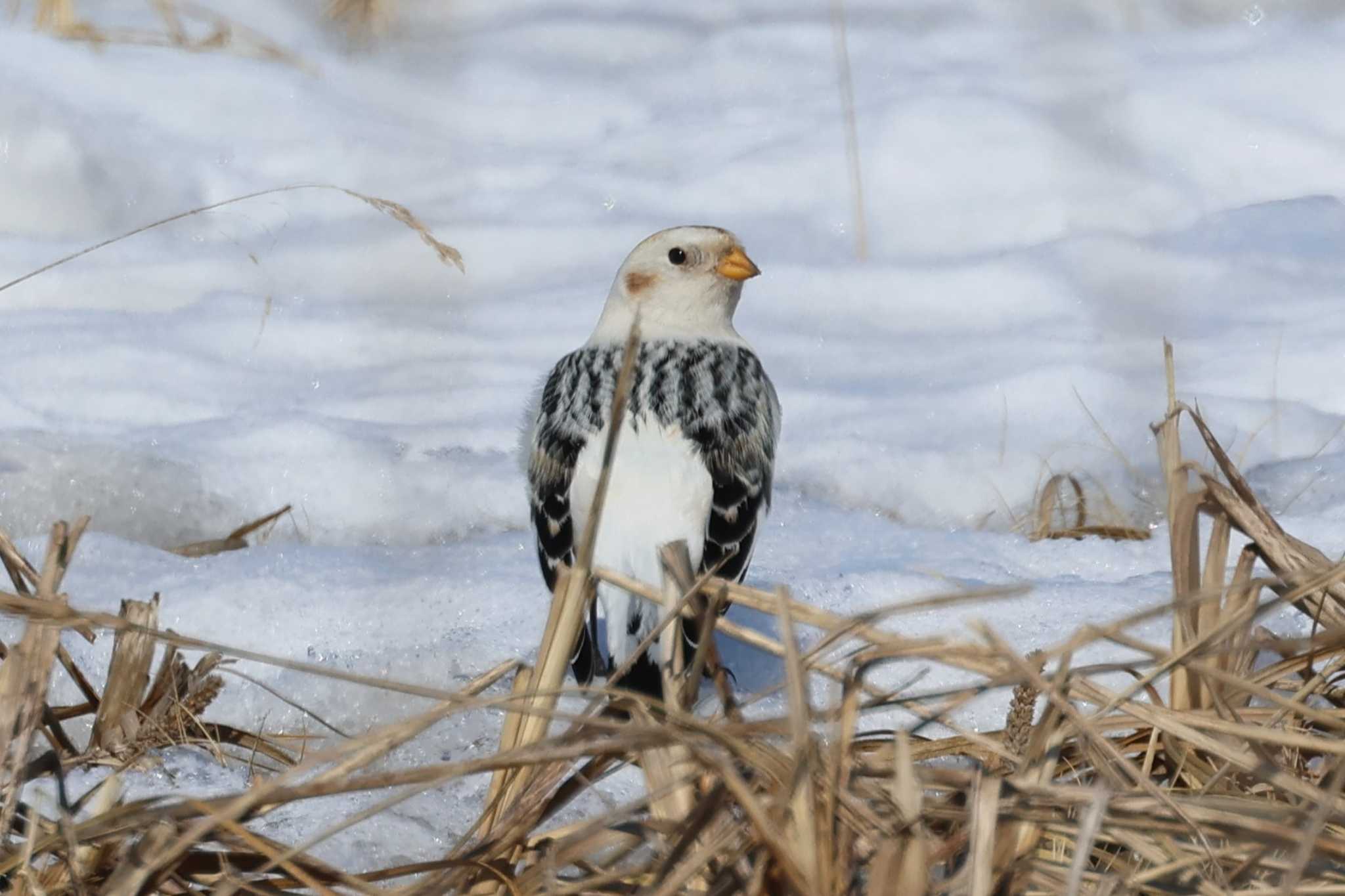 Snow Bunting