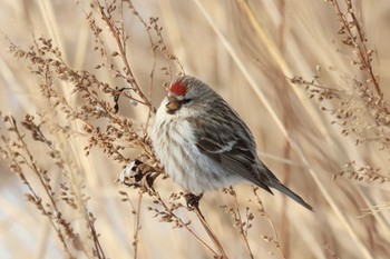 2024年2月23日(金) 野付半島の野鳥観察記録