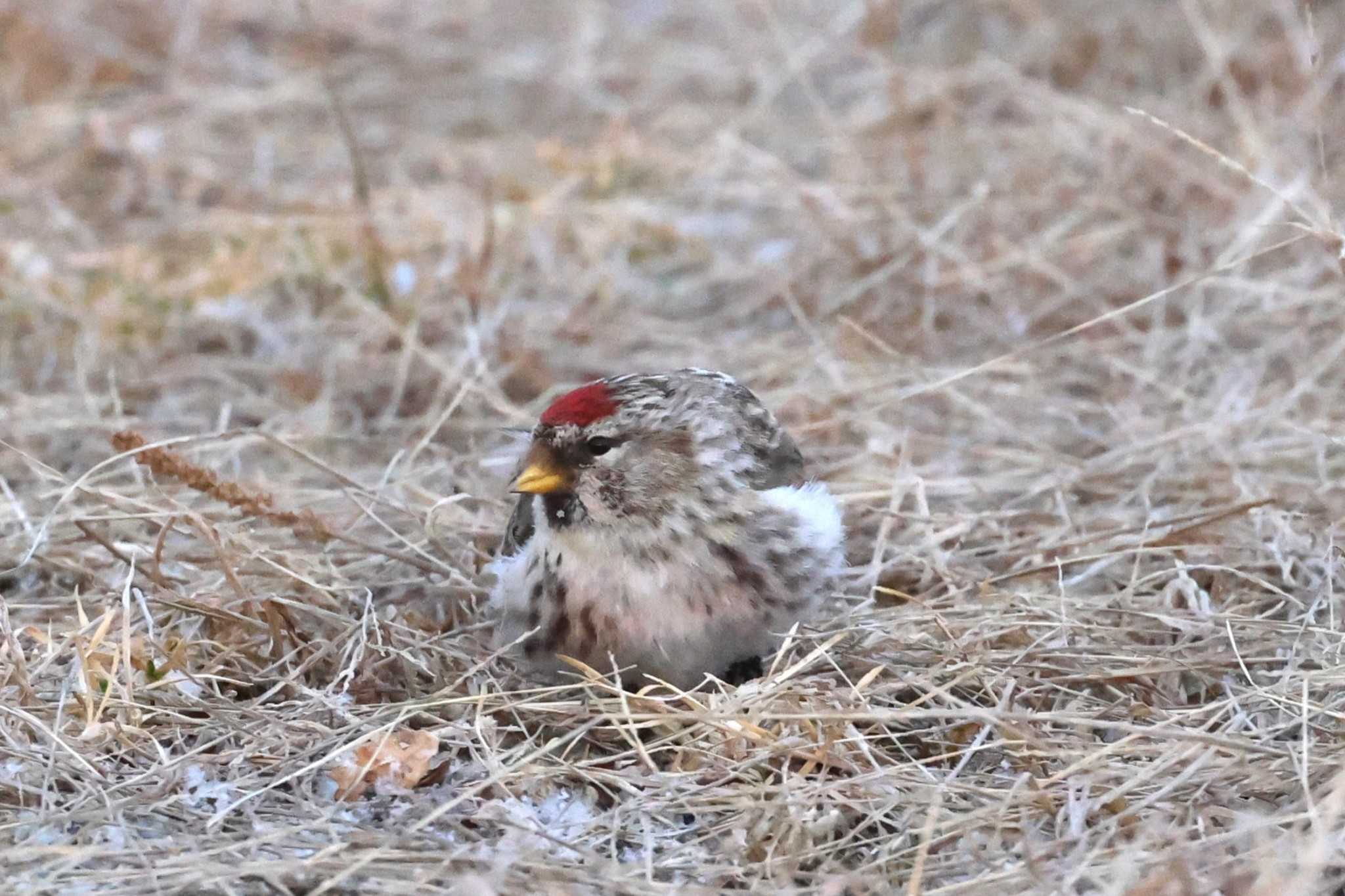 Common Redpoll