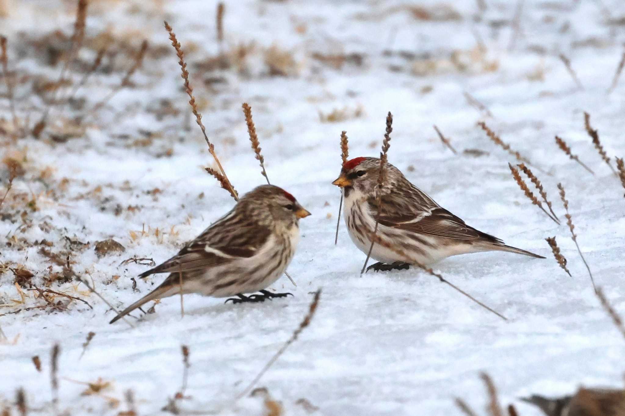 Common Redpoll