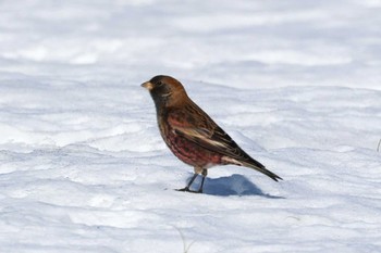 Asian Rosy Finch Notsuke Peninsula Fri, 2/23/2024